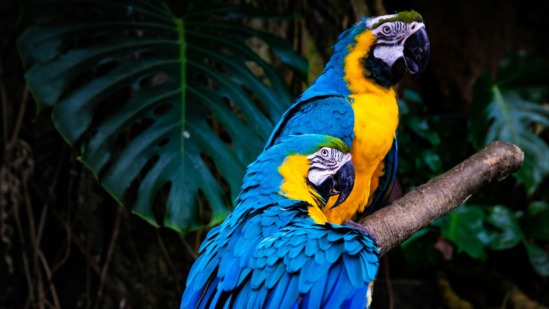 blue and yellow macaw on brown tree branch