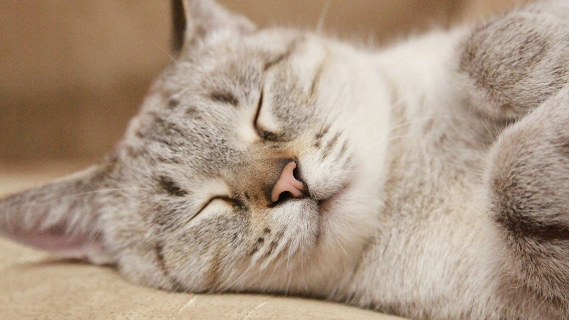 white and gray cat lying on brown textile
