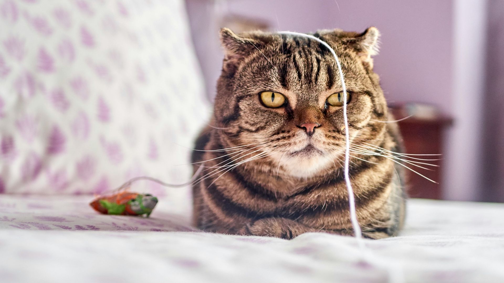 brown tabby kitten on bed