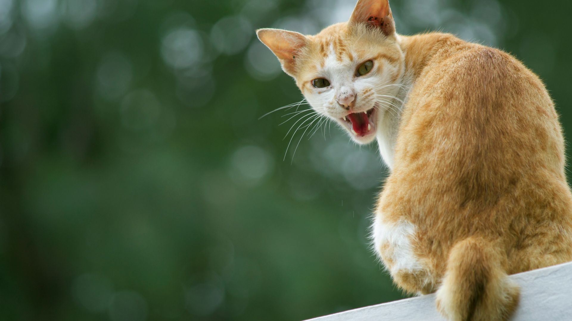 a cat with its mouth open