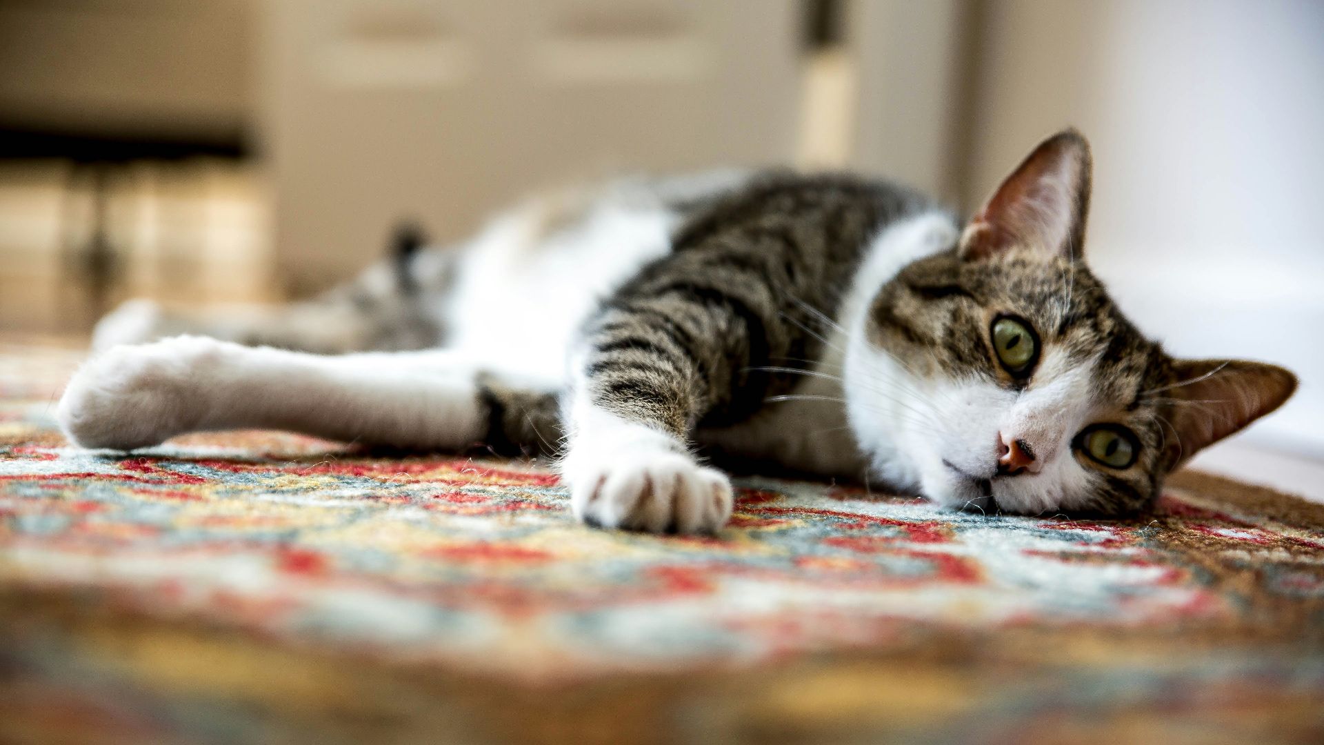 brown tabby cat lying on floor