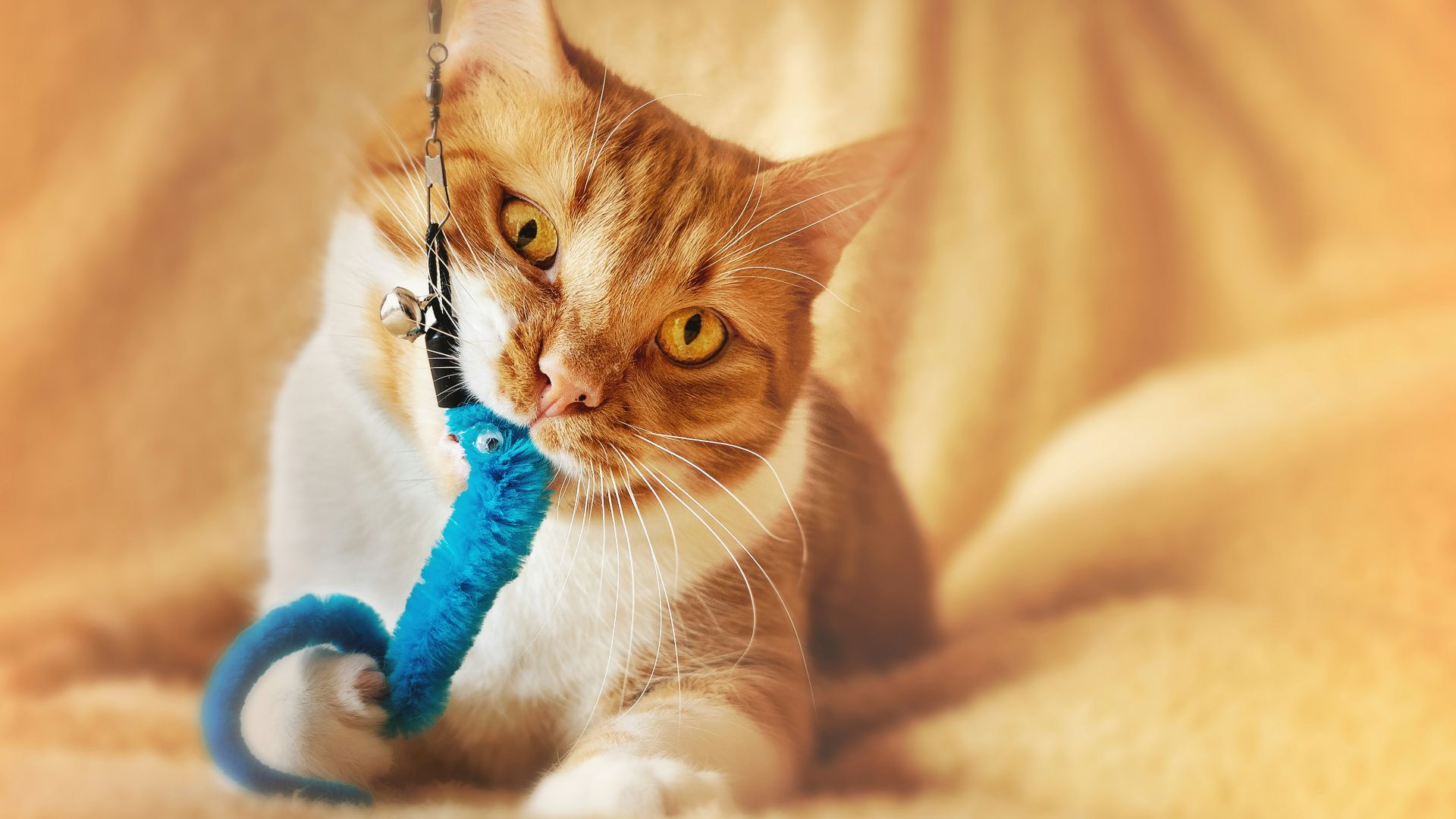 orange tabby cat on white textile