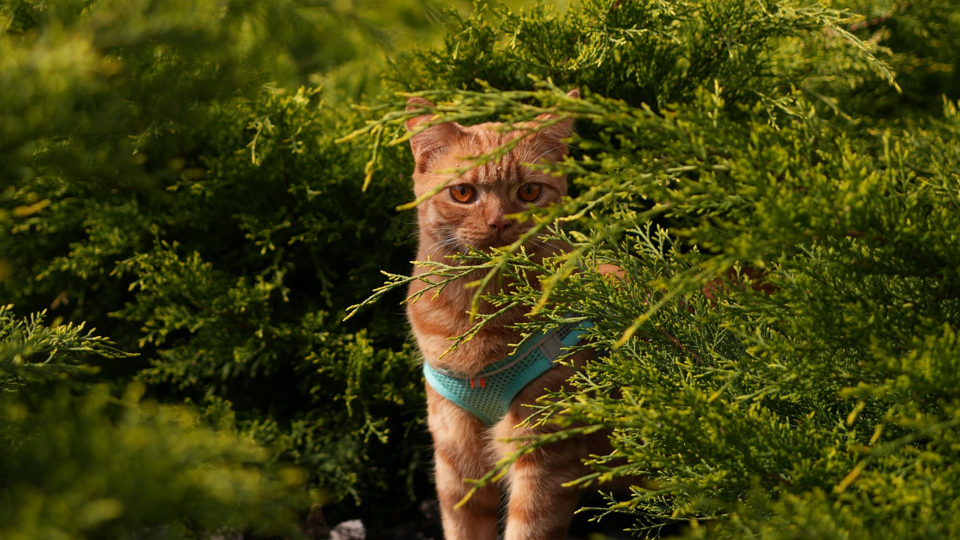 a cat is walking through a bushy area