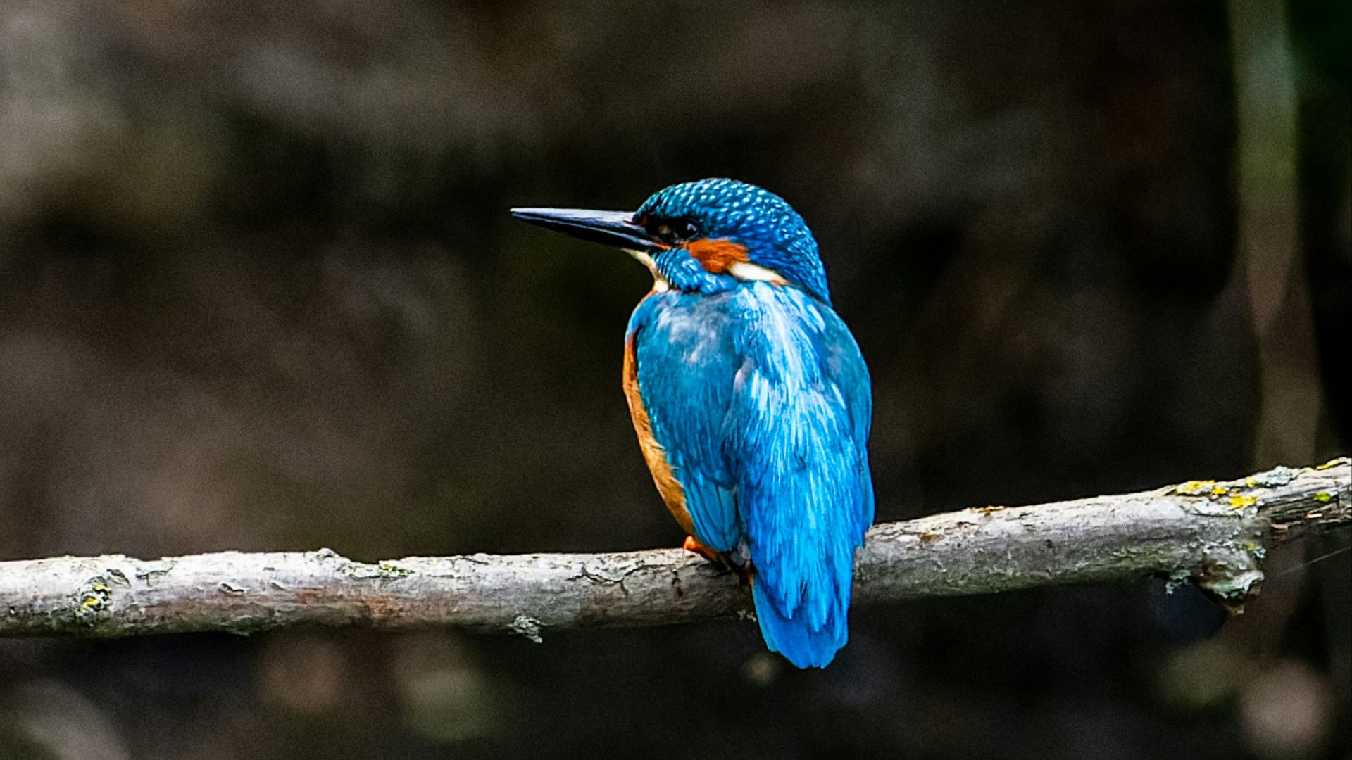 a small blue and orange bird sitting on a branch