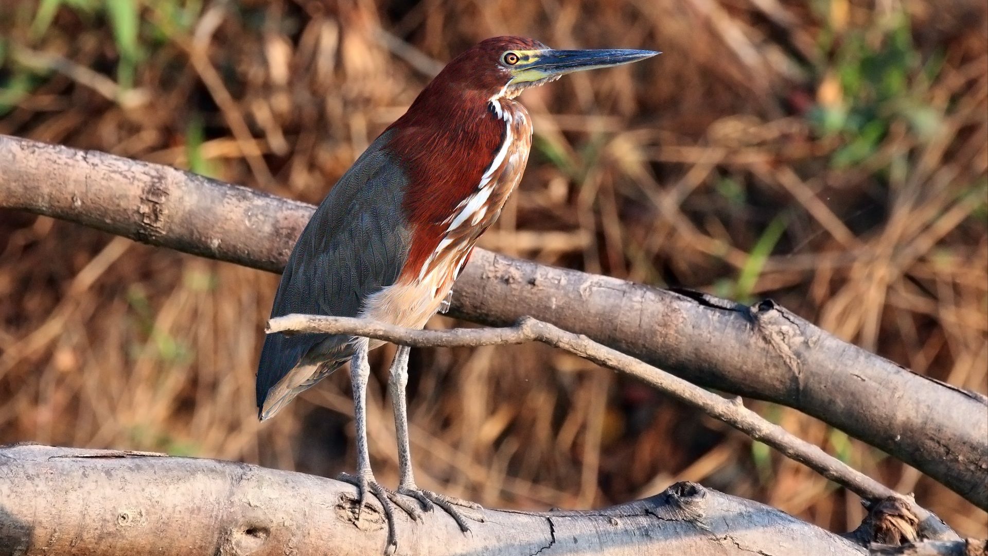 File:Rufescent tiger heron (Tigrisoma lineatum).JPG