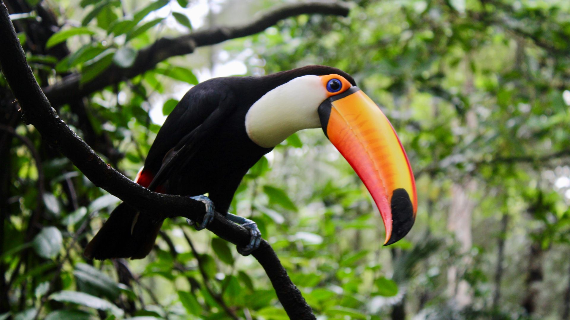 black and white bird