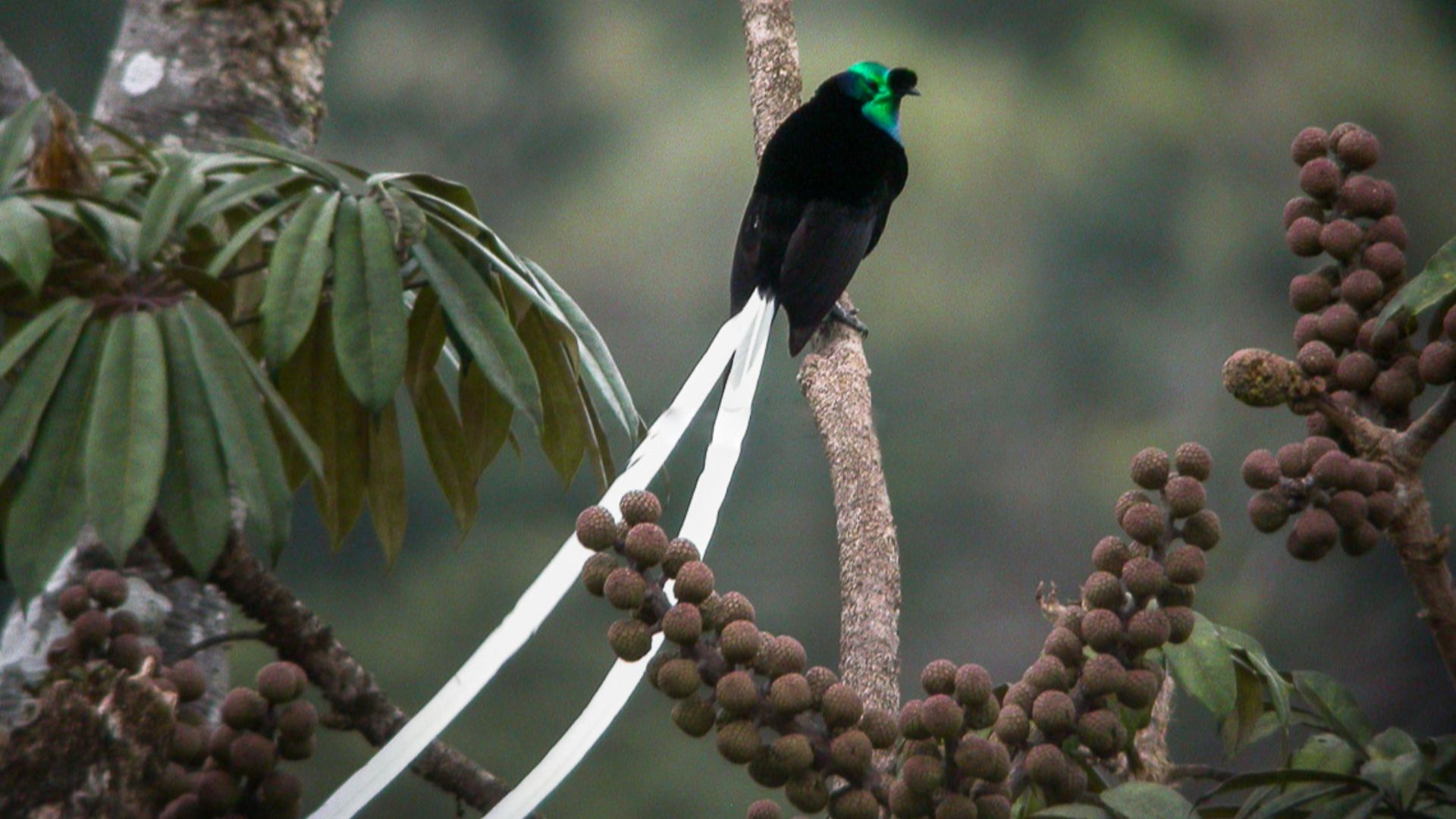 File:Ribbon-tailed Astrapia - Papua New Guinea (19981314929).jpg