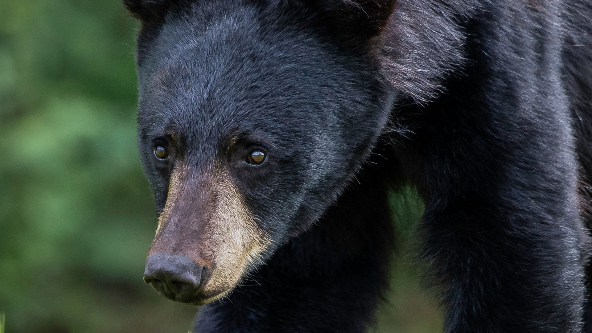 black bear on green grass during daytime