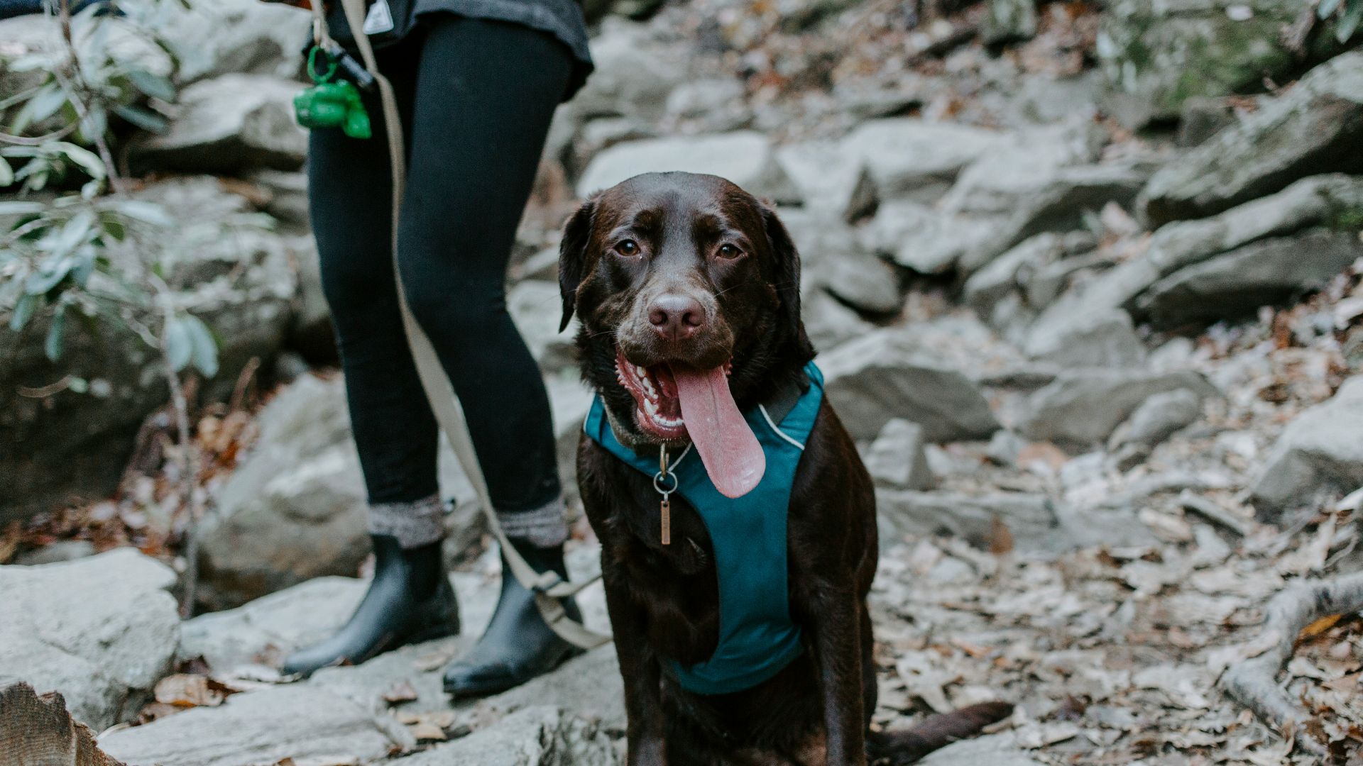 brown dog sitting bedside standing woman during daytime