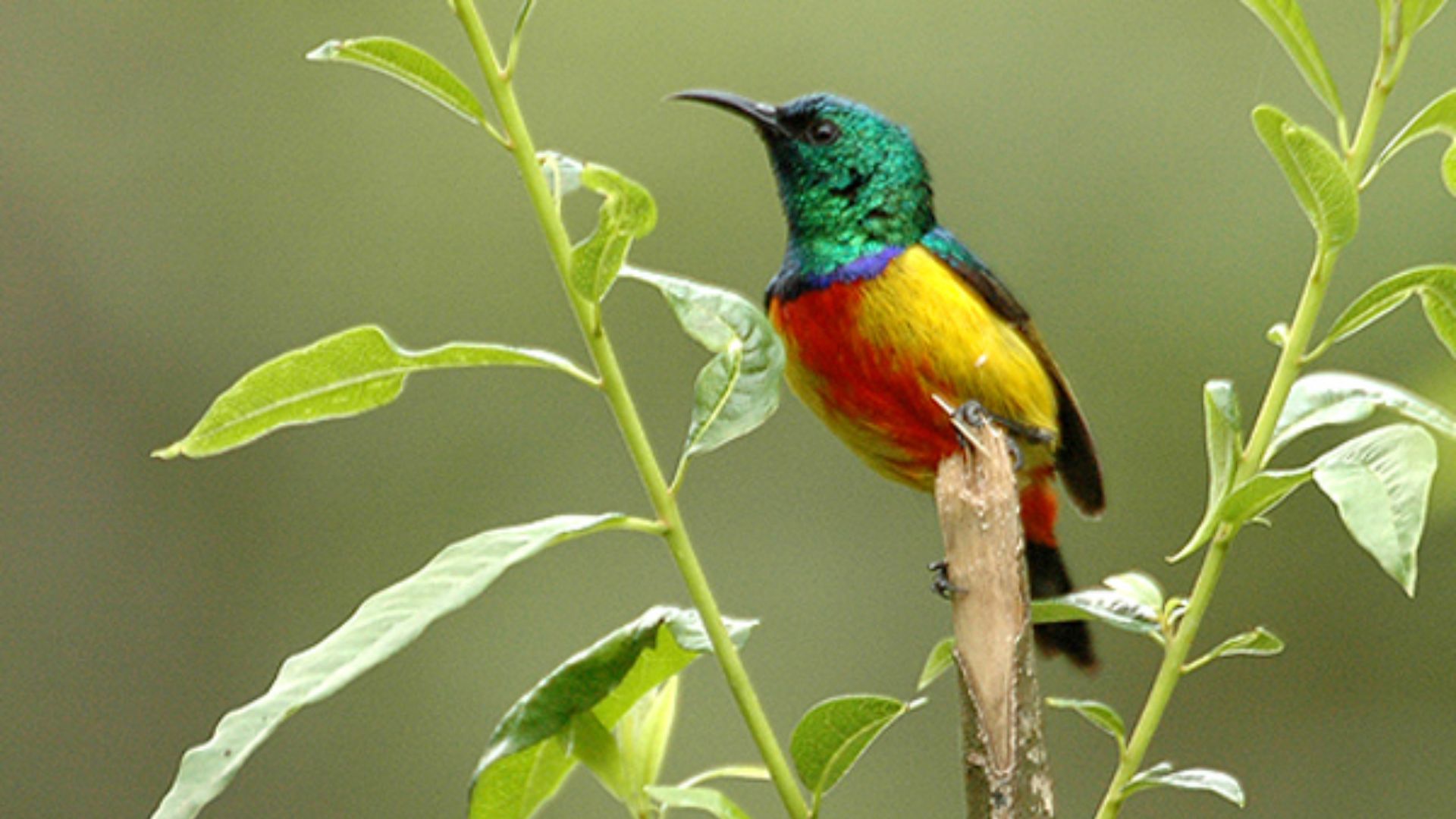 File:Nectarinia regia.jpg