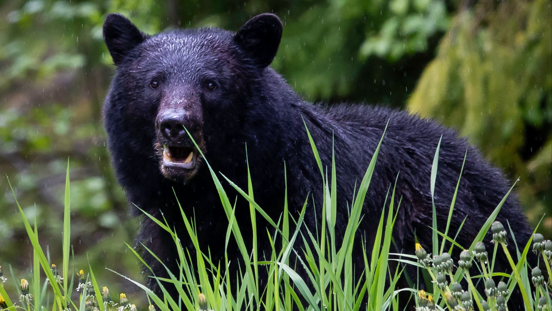 black bear on green grass during daytime