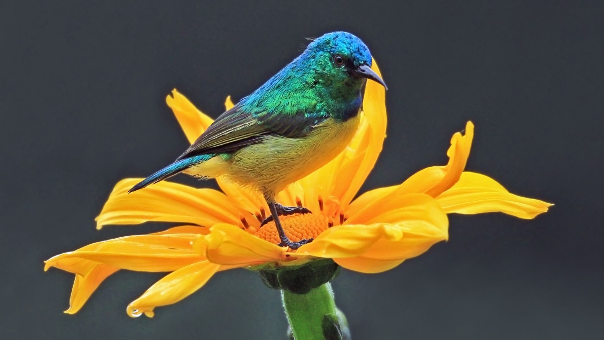 File:Collared sunbird (Hedydipna collaris) male.jpg