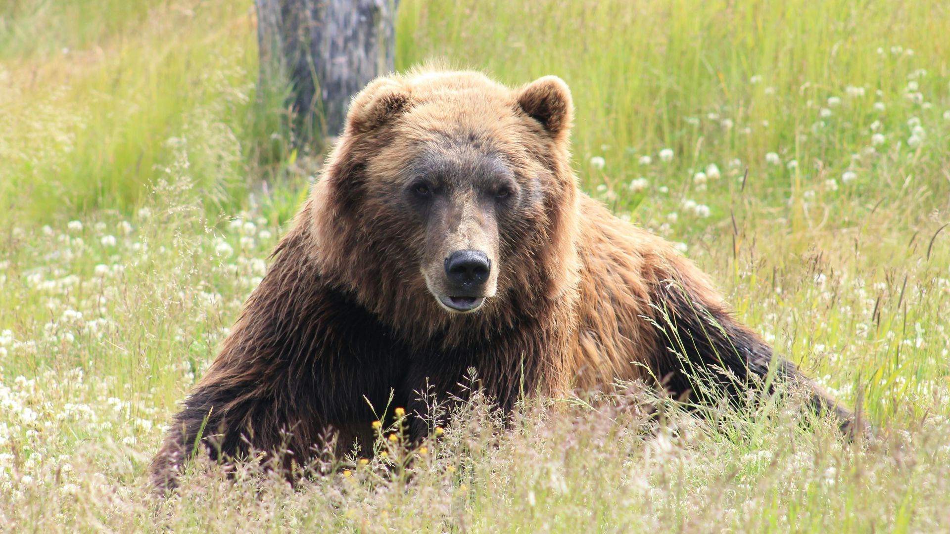 brown bear lying on grass field during daytime