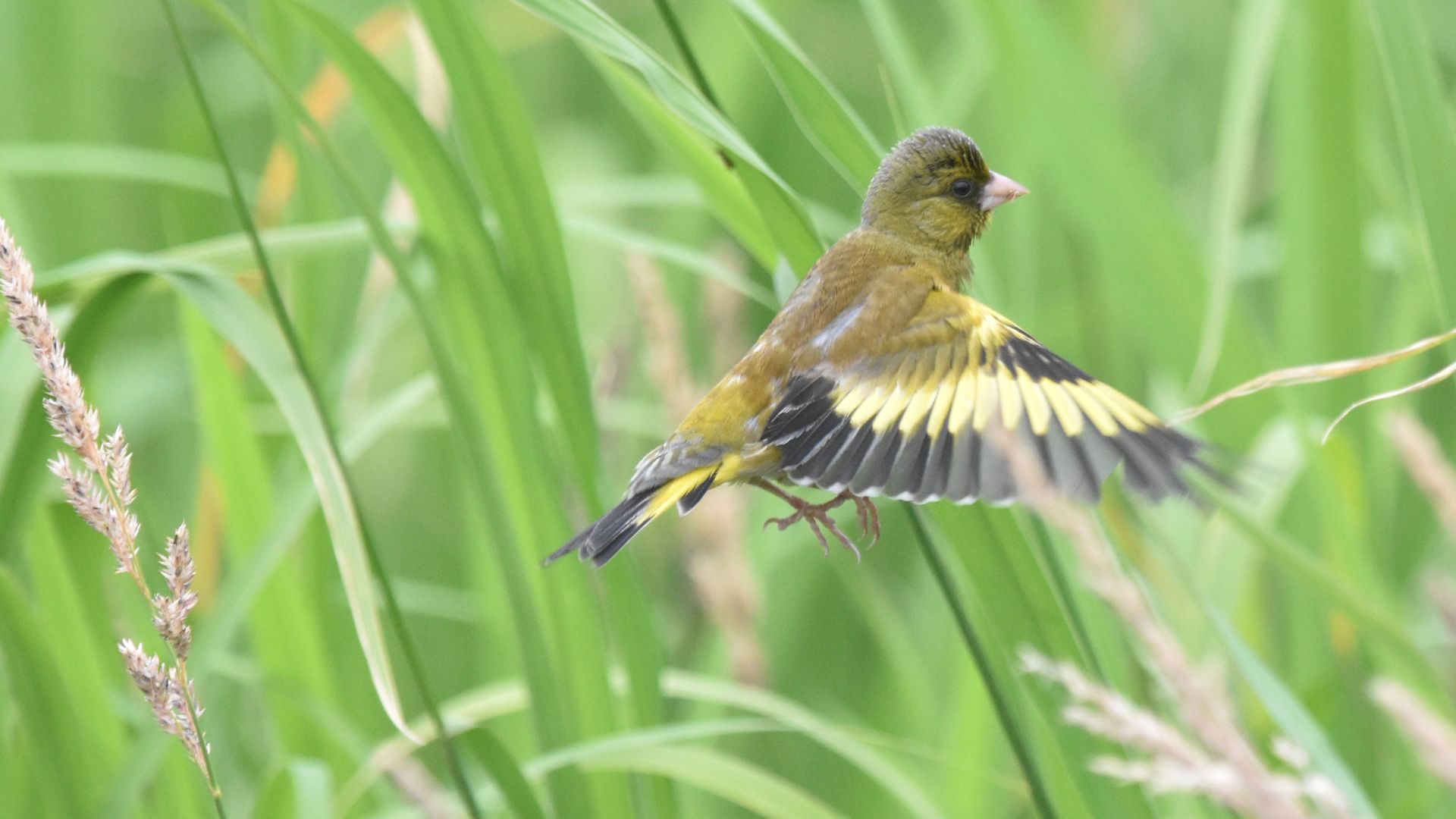 File:Oriental Greenfinch（Chloris sinica）カワラヒワ.jpg