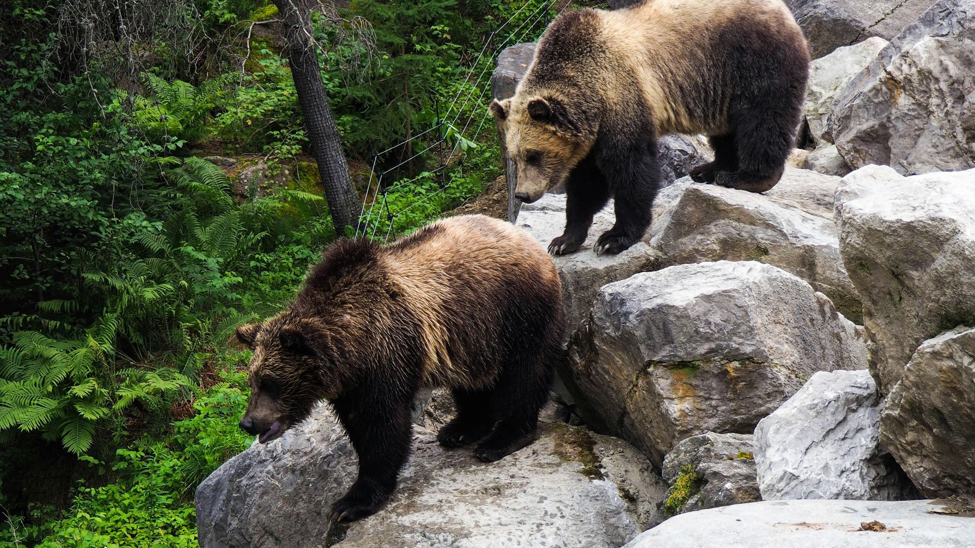 brown bear on gray rock