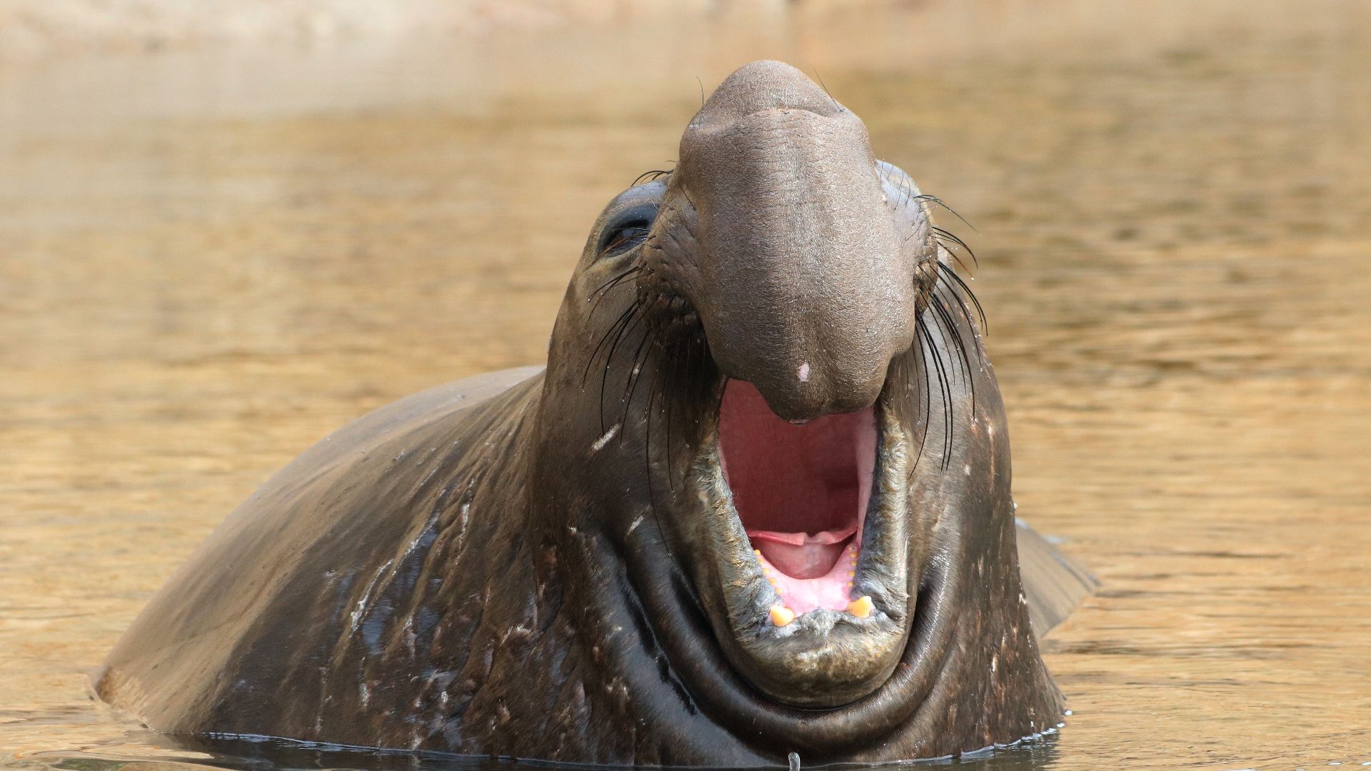 File:Mirounga angustirostris calling 1 edit.jpg