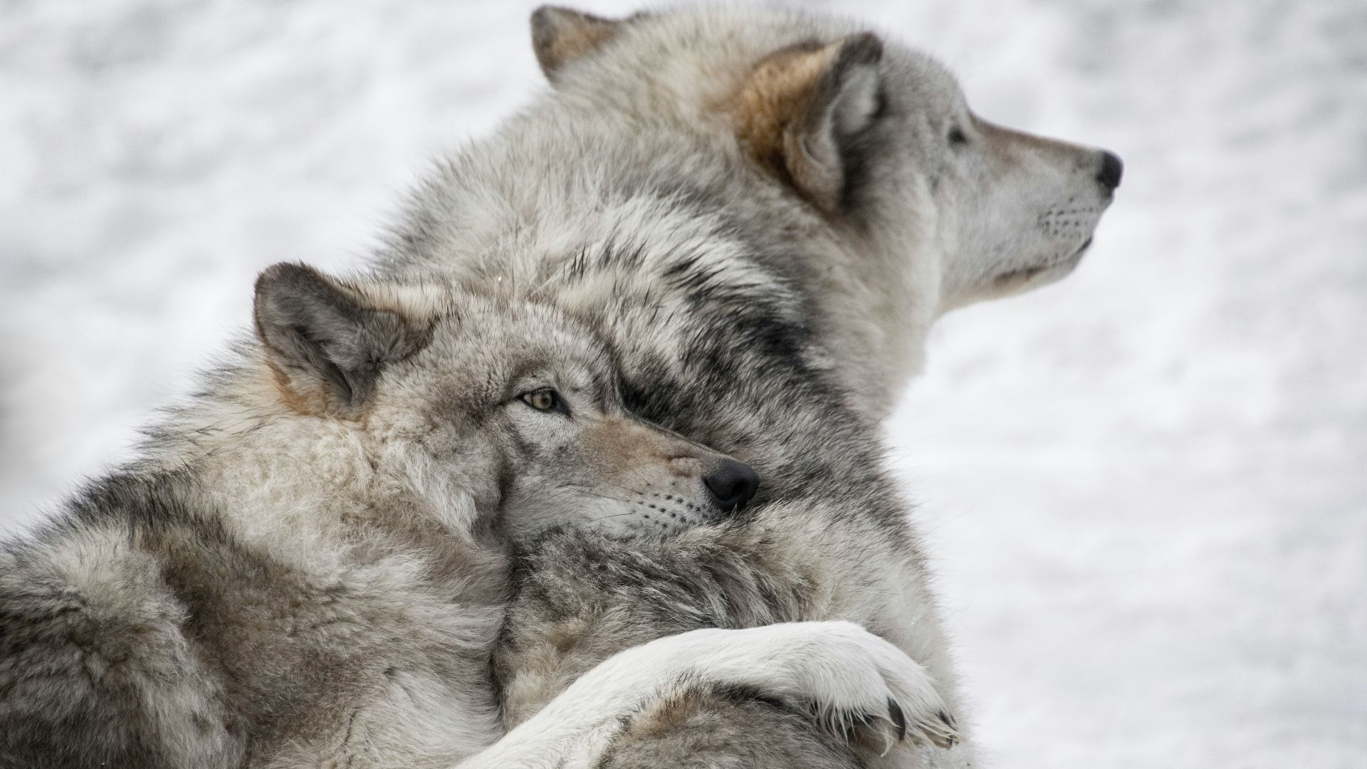 two gray wolves