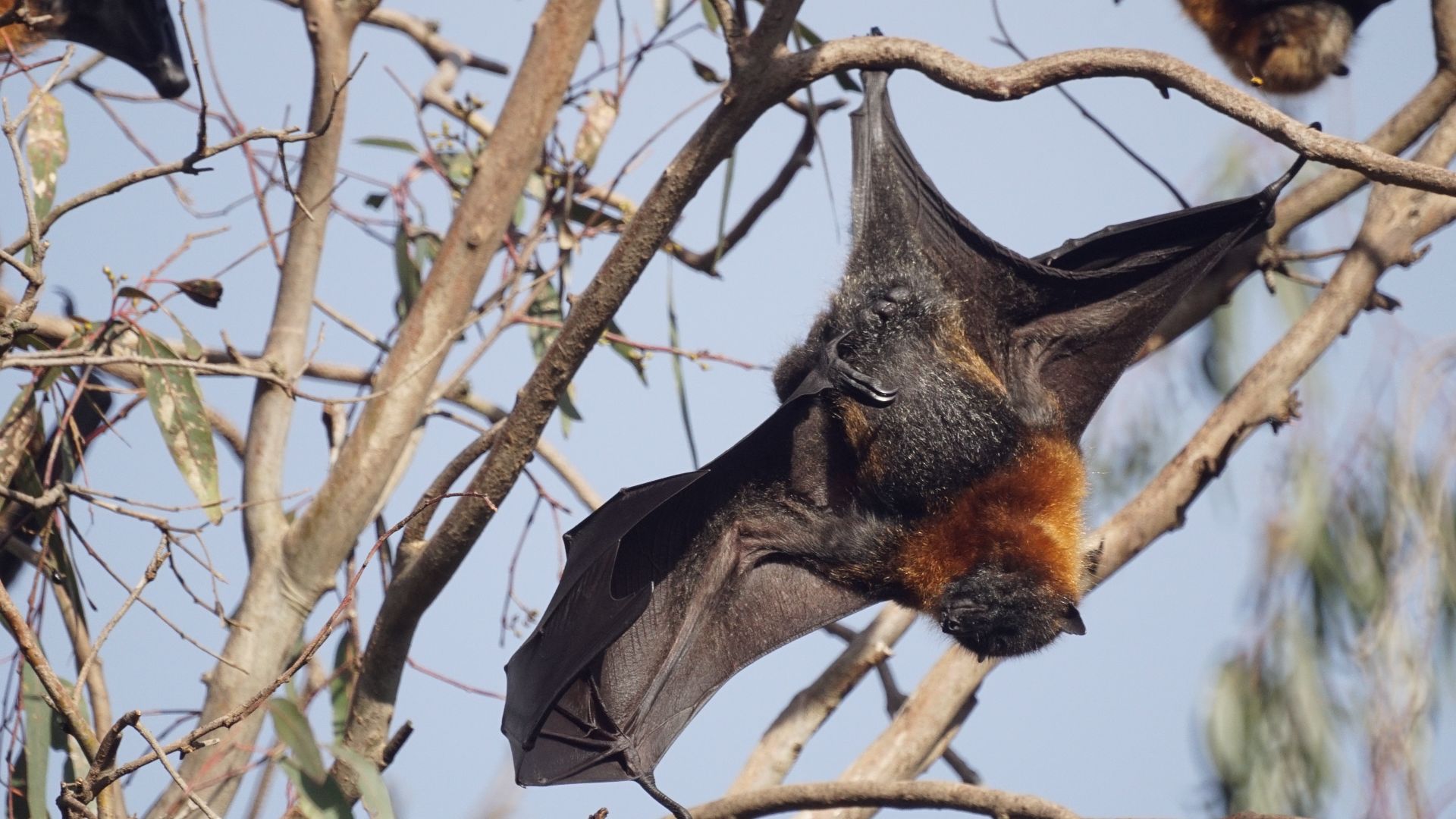 File:Fruit bat (flying fox) (36717966885).jpg