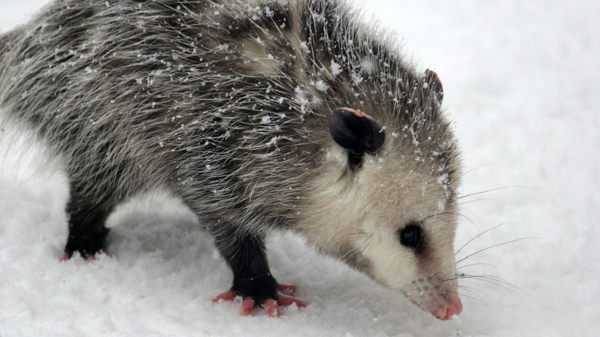 a porcupine in the snow looking for food