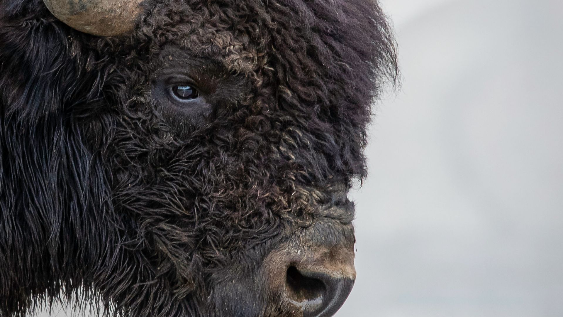 black and brown animal in close up photography