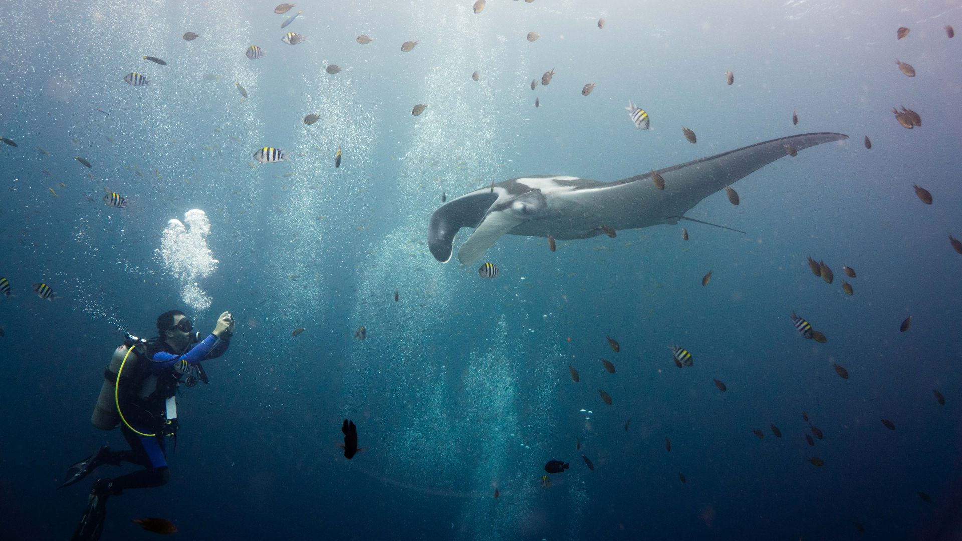 File:Giant oceanic manta ray.jpg