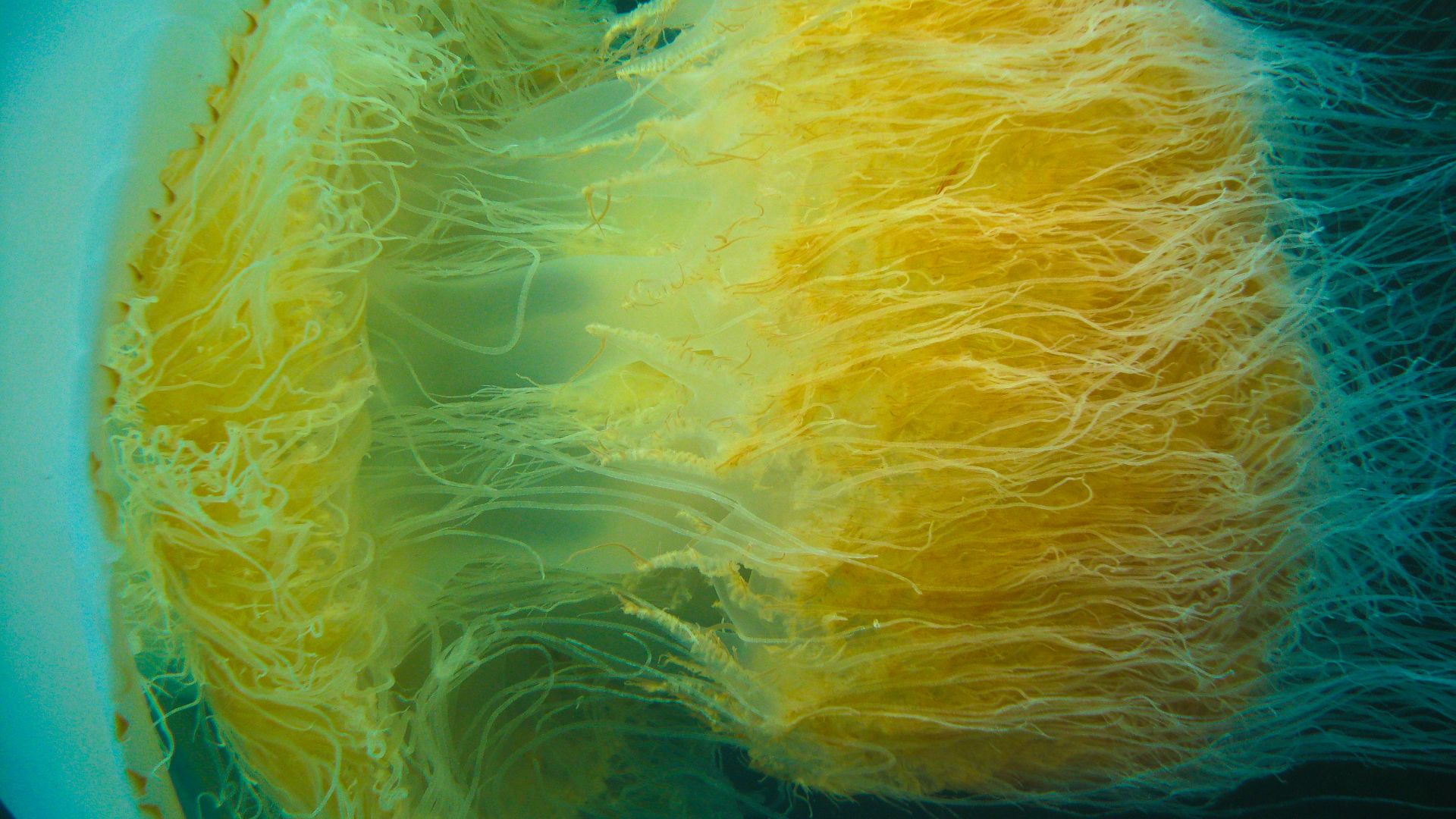 File:Nomura jellyfish 2009 Korea a.jpg