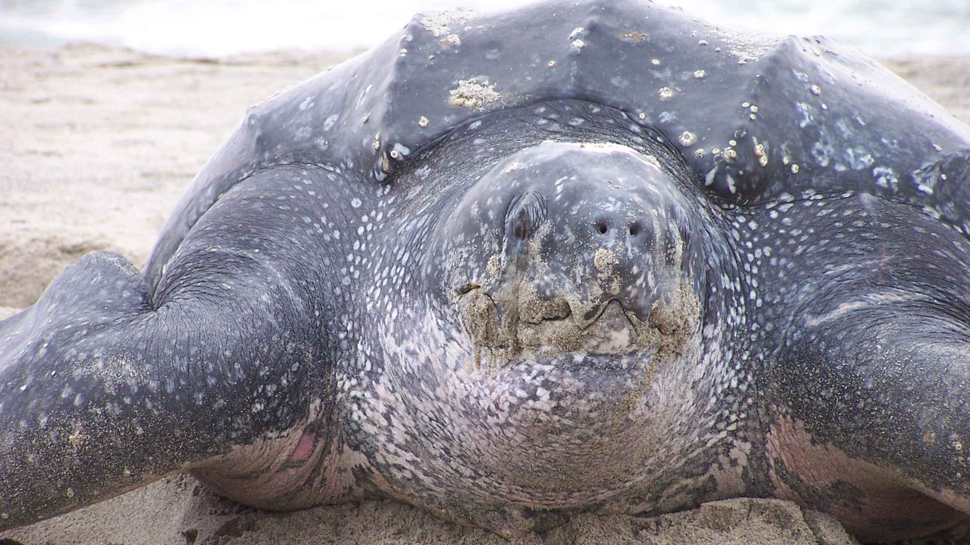 File:Close up of dermochelys coriacea leatherback turtle.jpg