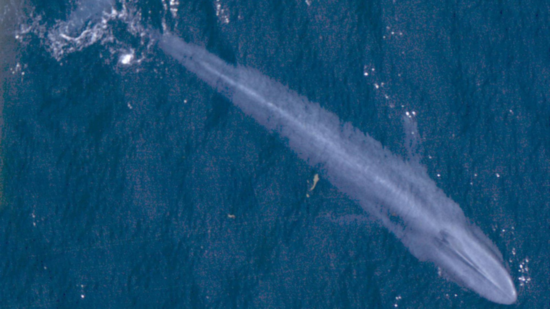 File:Blue Whale 001 noaa body color.jpg