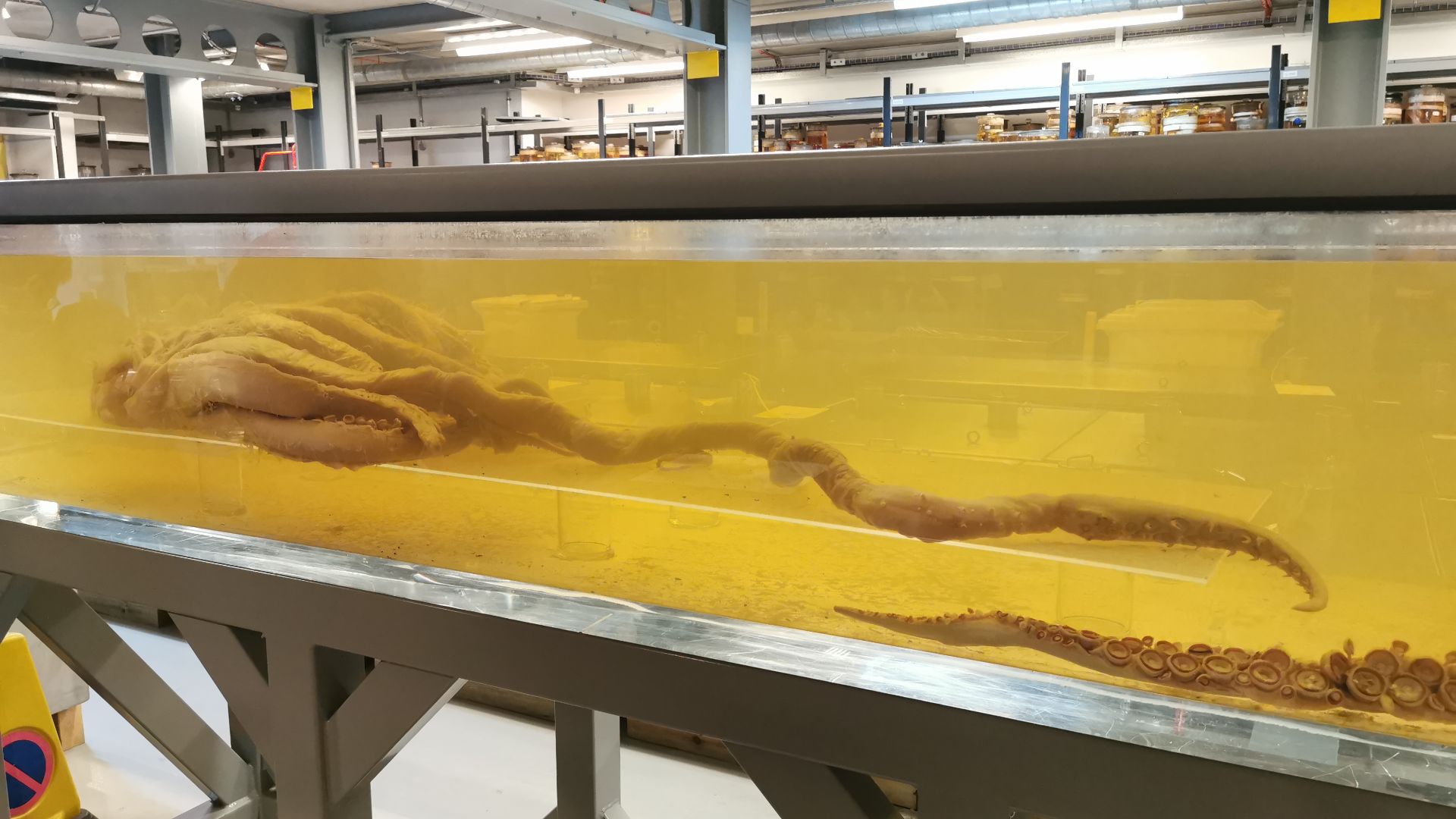 File:Colossal squid head and limbs, NHM (2).jpg