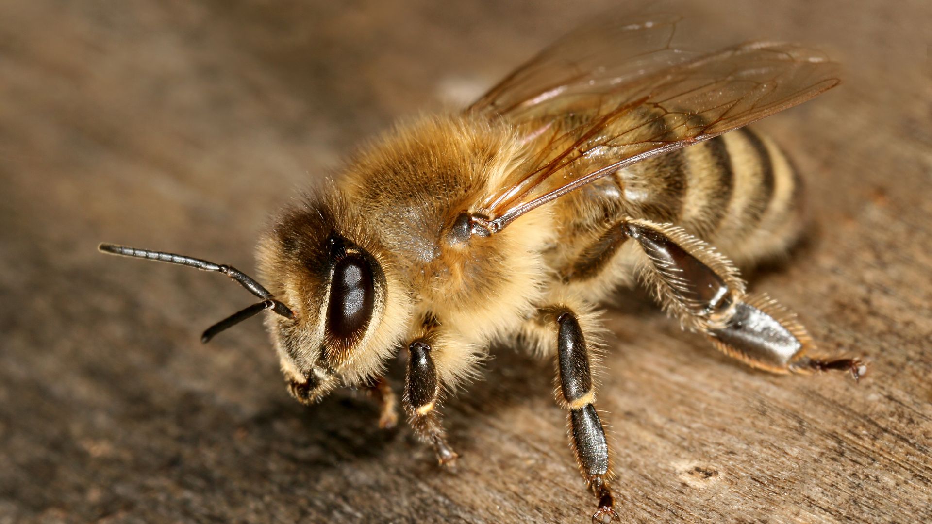 File:Apis mellifera carnica worker hive entrance 3.jpg