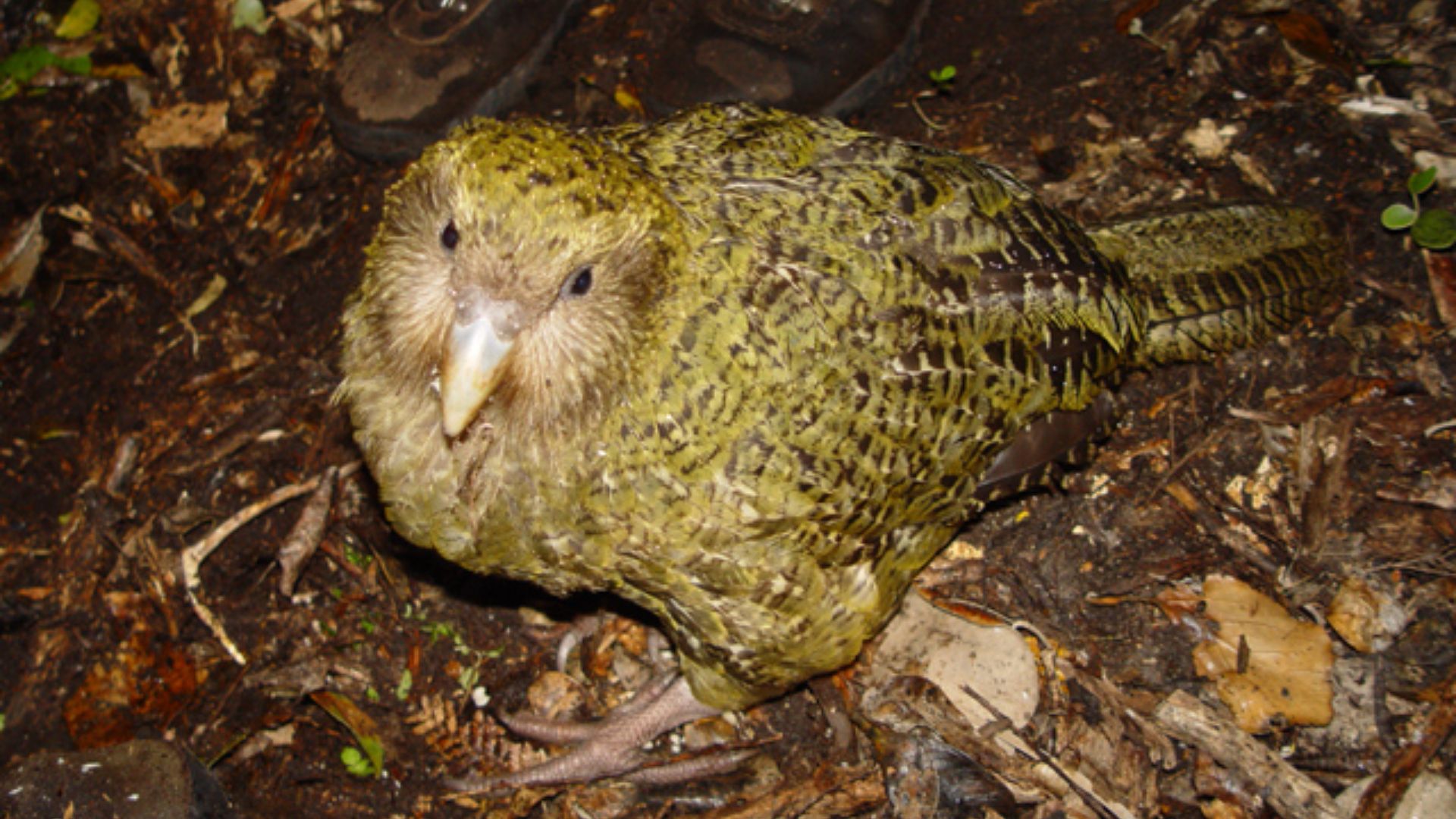 File:Strigops habroptilus 1.jpg