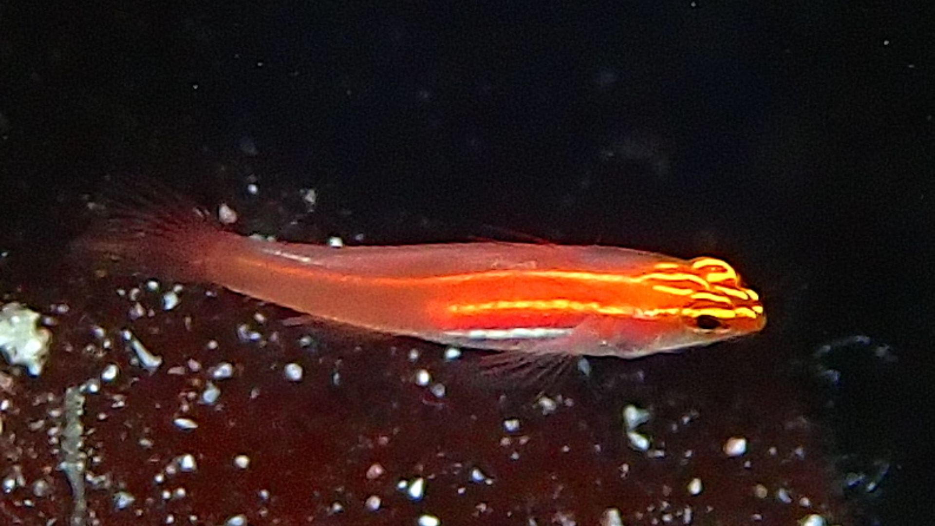 File:Eviota atriventris 332732268.jpg