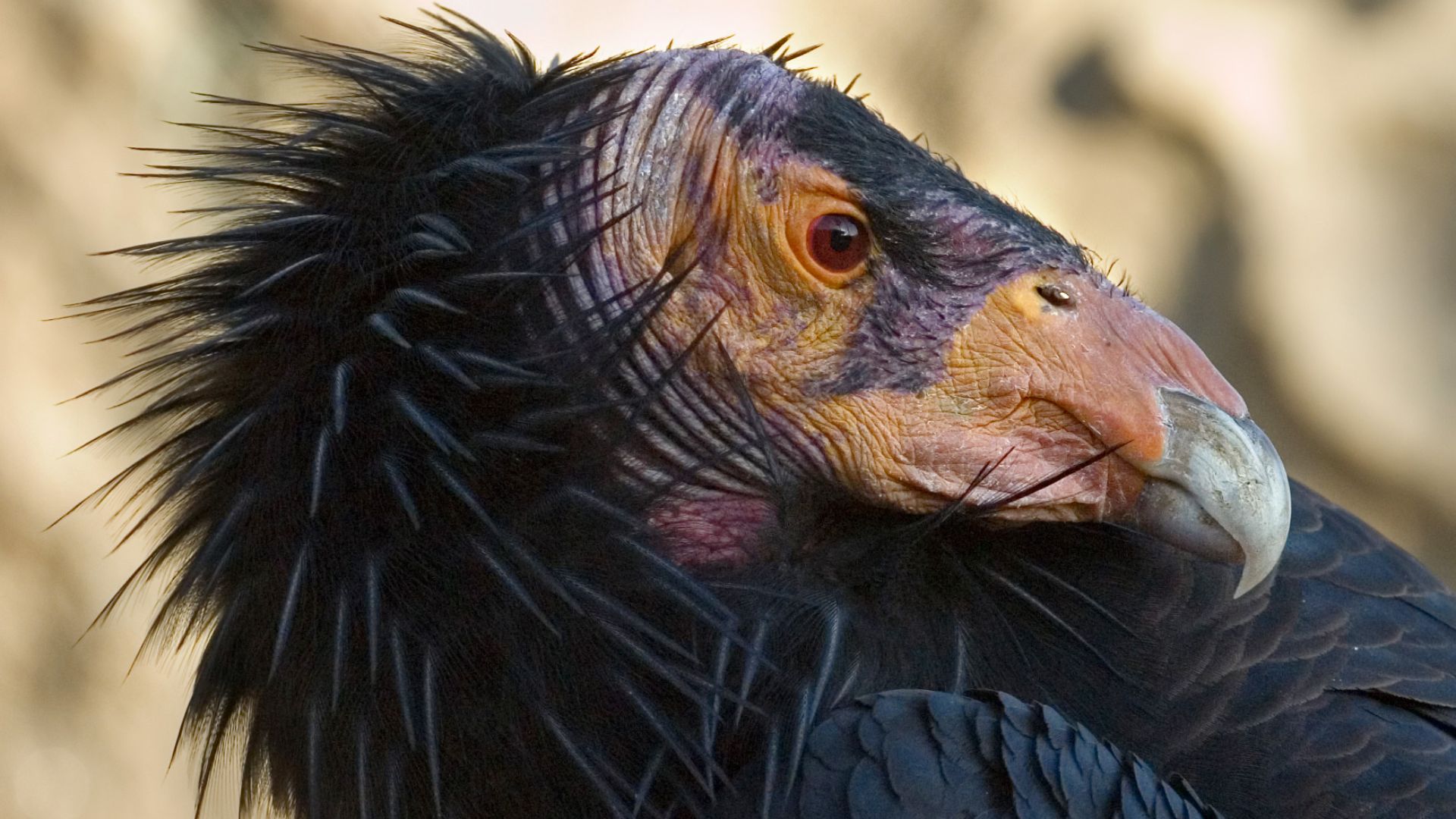 File:California-Condor3-Szmurlo edit.jpg