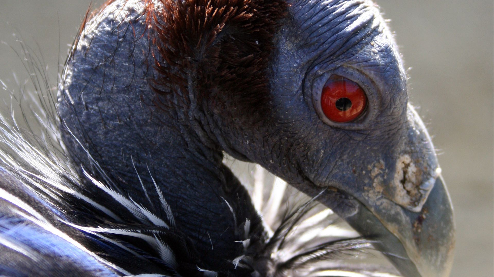 File:Acryllium vulturinum Schönbrunn2008c.jpg