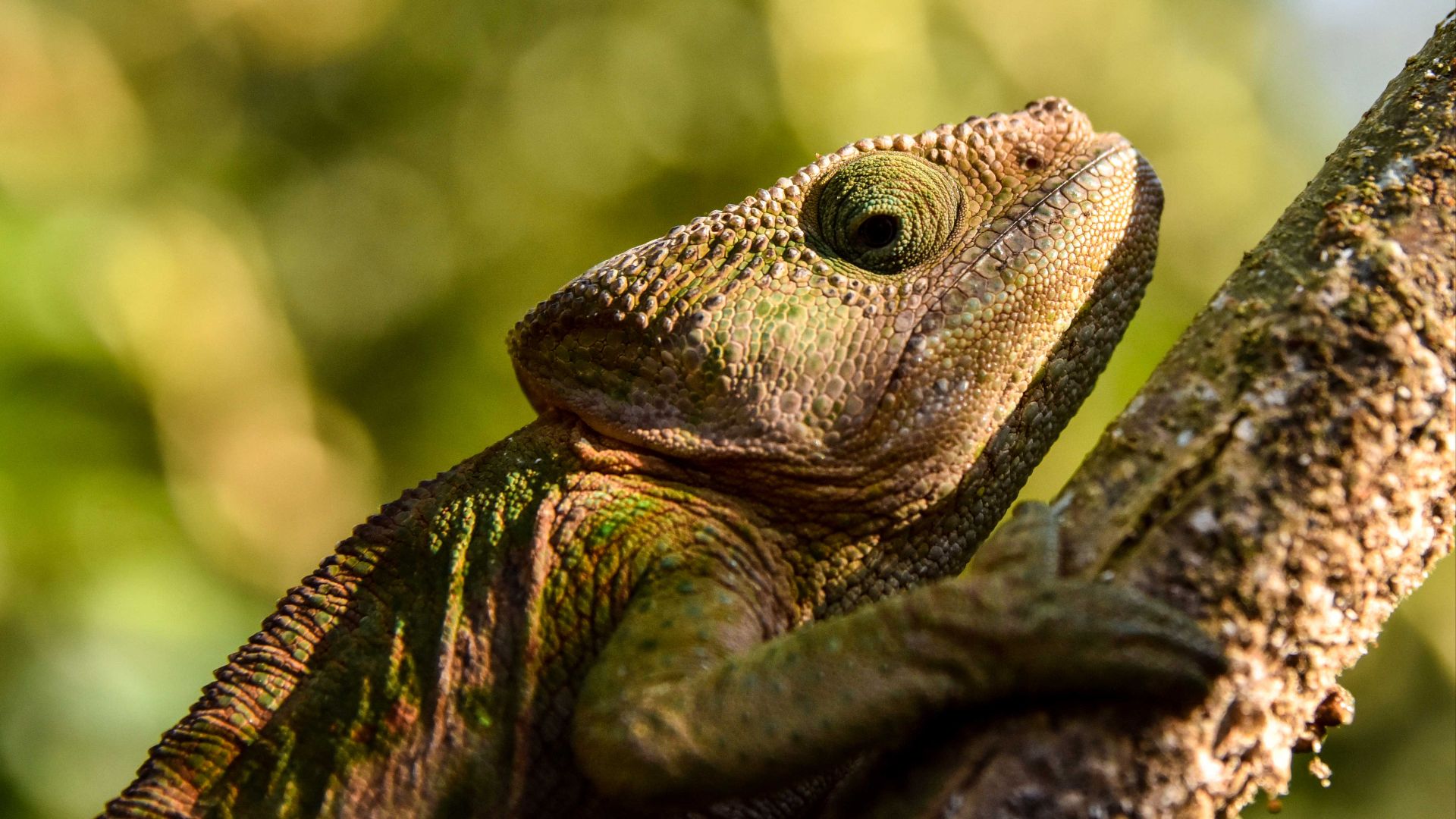 File:Chameleon, Madagascar (21109872795).jpg