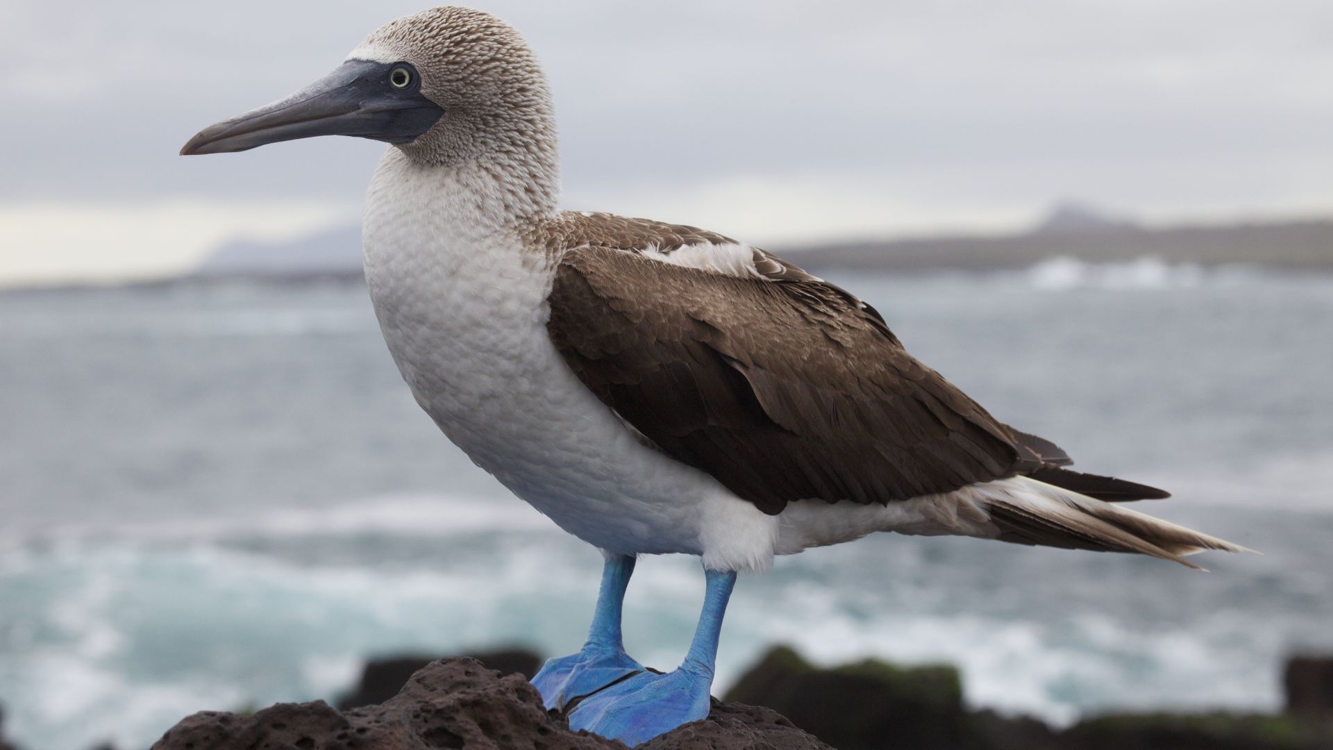 File:Sula nebouxii -Santa Cruz, Galapagos Islands, Ecuador-8 (1).jpg