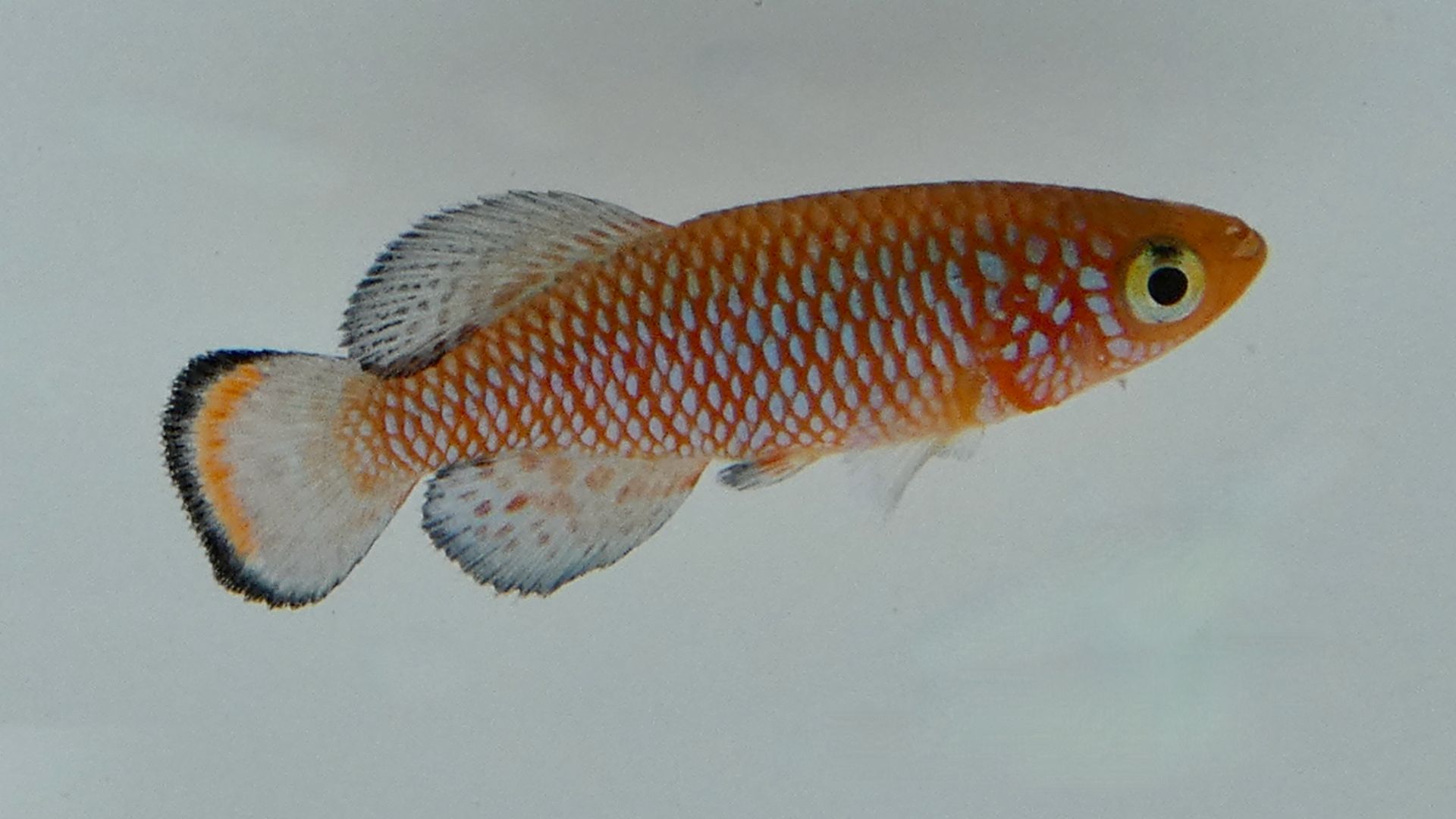 File:Nothobranchius rachovii Lower Shire River MZMW 09-04 light background.png