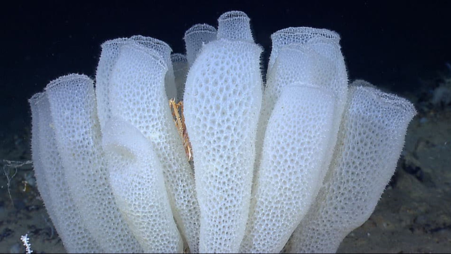 File:Glass-sponge, Euplectella aspergillum.jpg