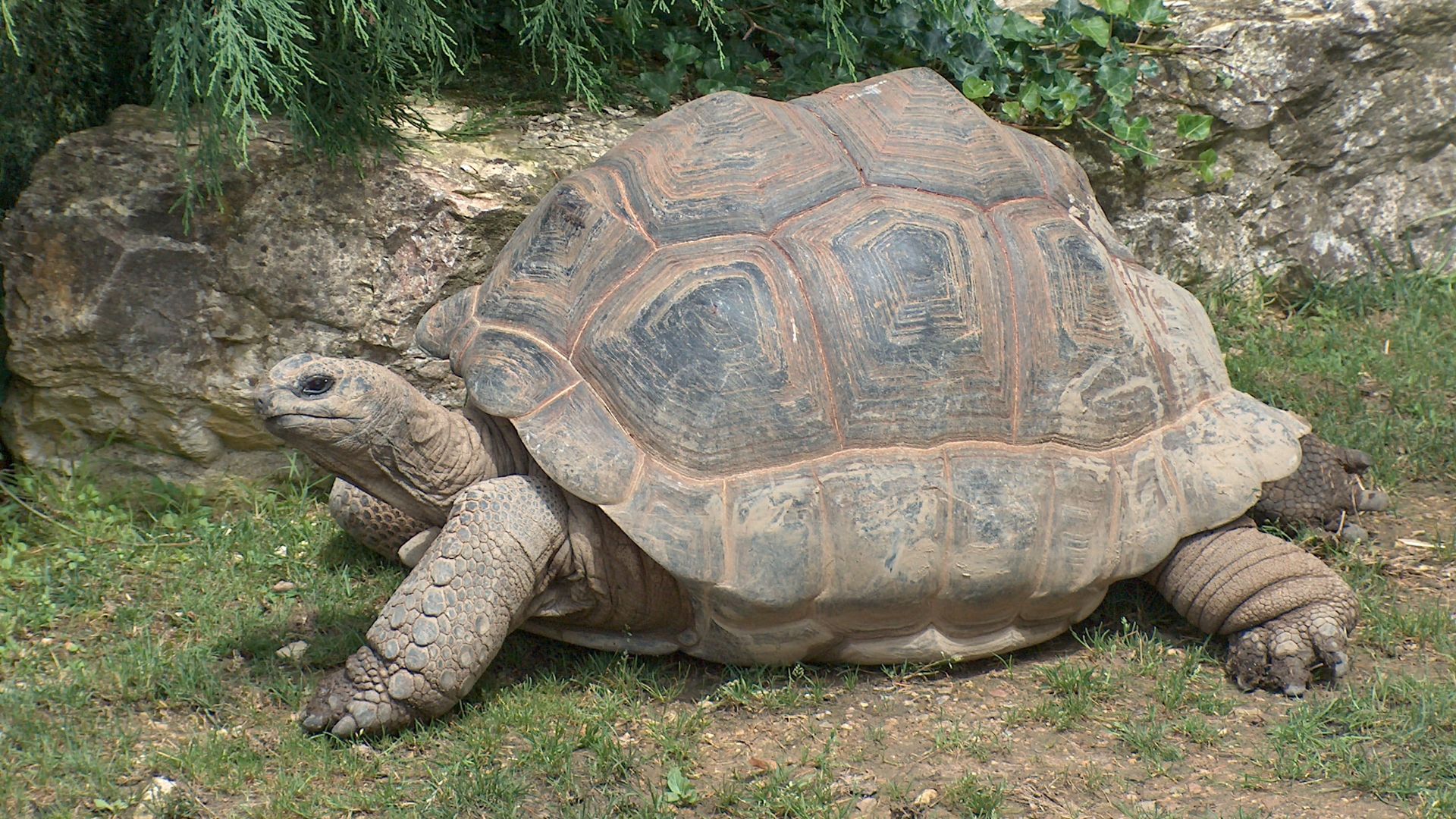 File:Giant Tortoise.JPG