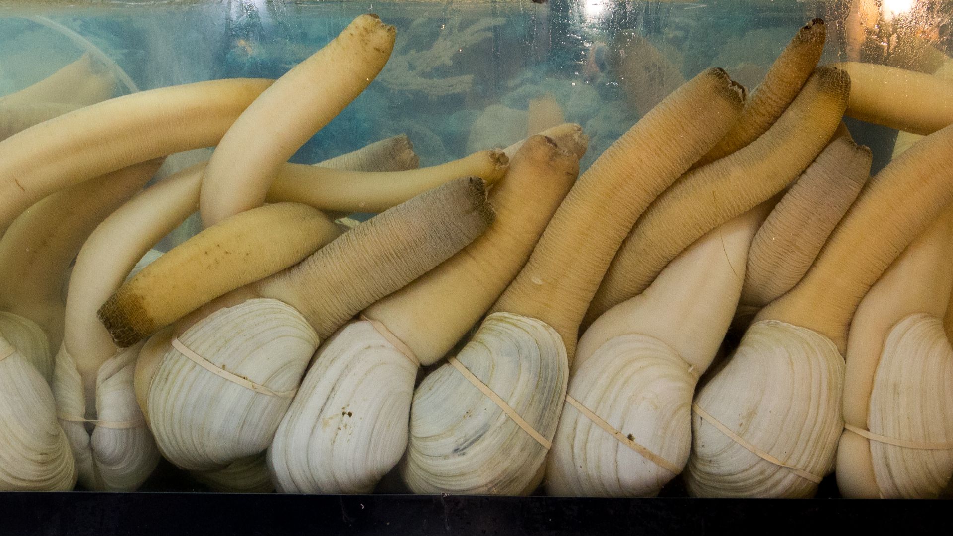 File:Almejas chiludas - Panopea Generosa.jpg