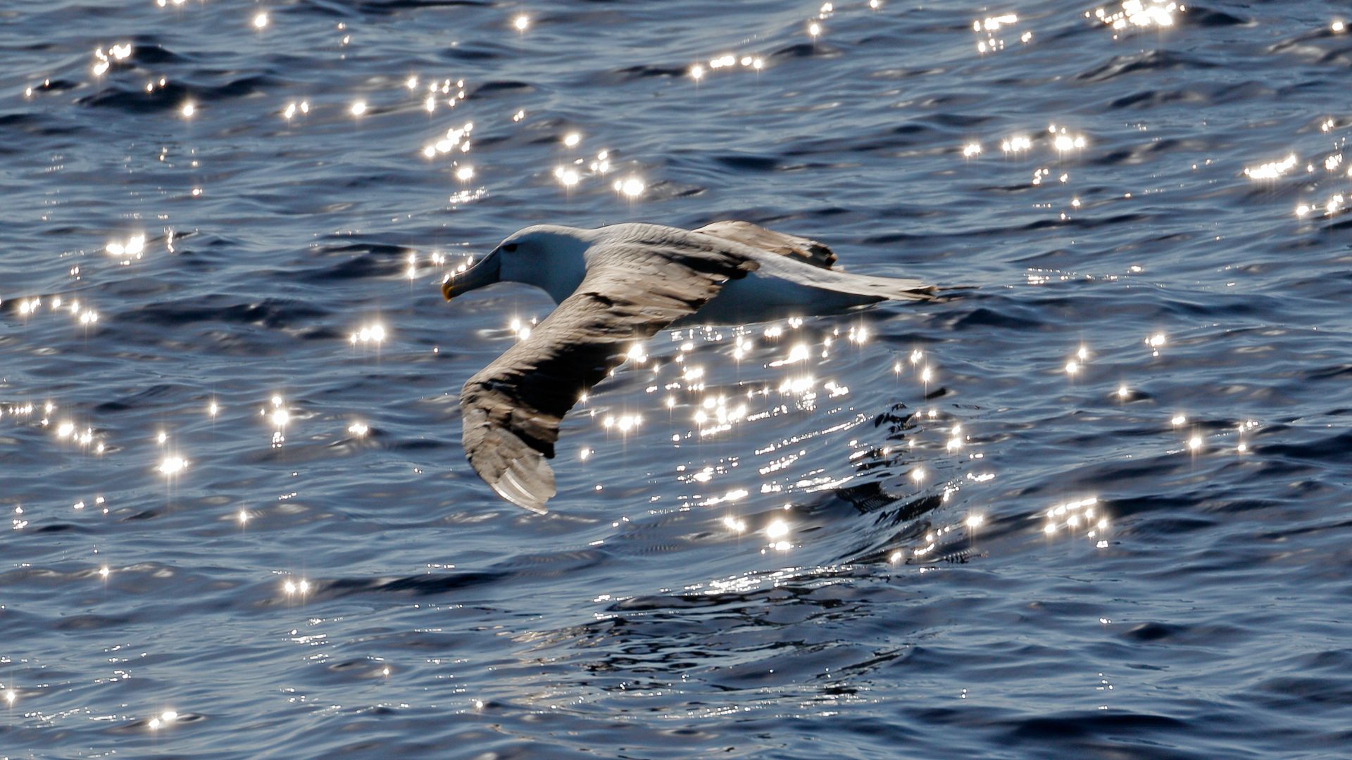 File:Albatross (32733559894).jpg