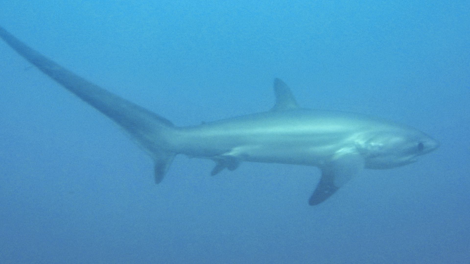 File:Threshershark.jpg