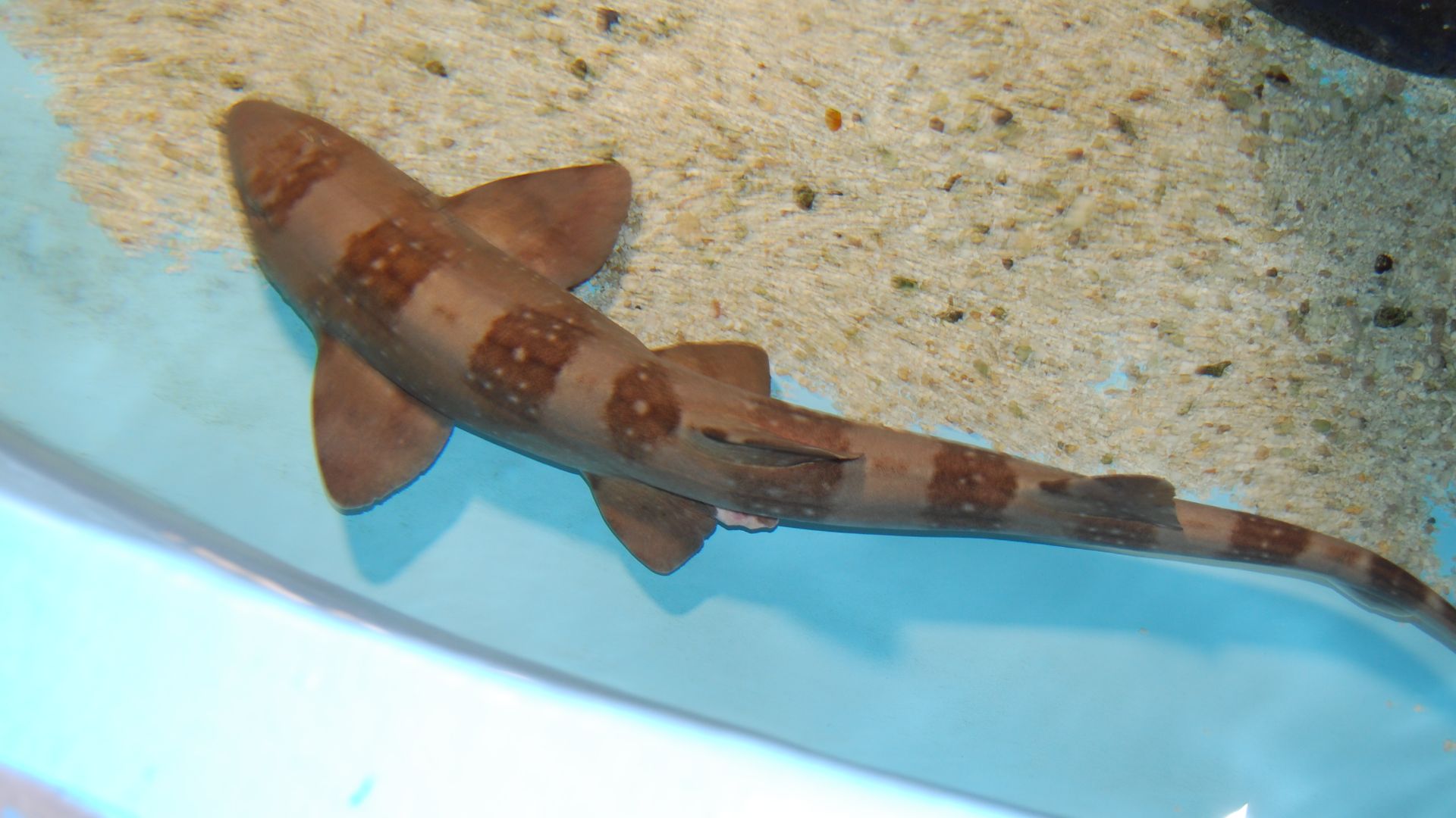 File:Chiloscyllium plagiosum in Aquarium.jpg