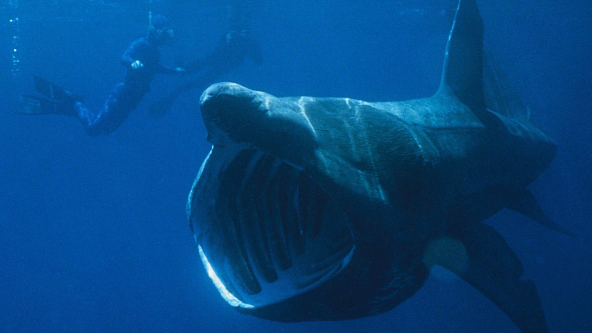File:Basking Shark.jpg