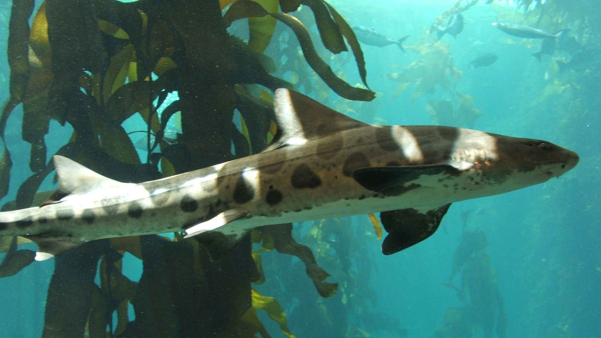 File:Leopard shark (Triakis semifasciata) 01.jpg