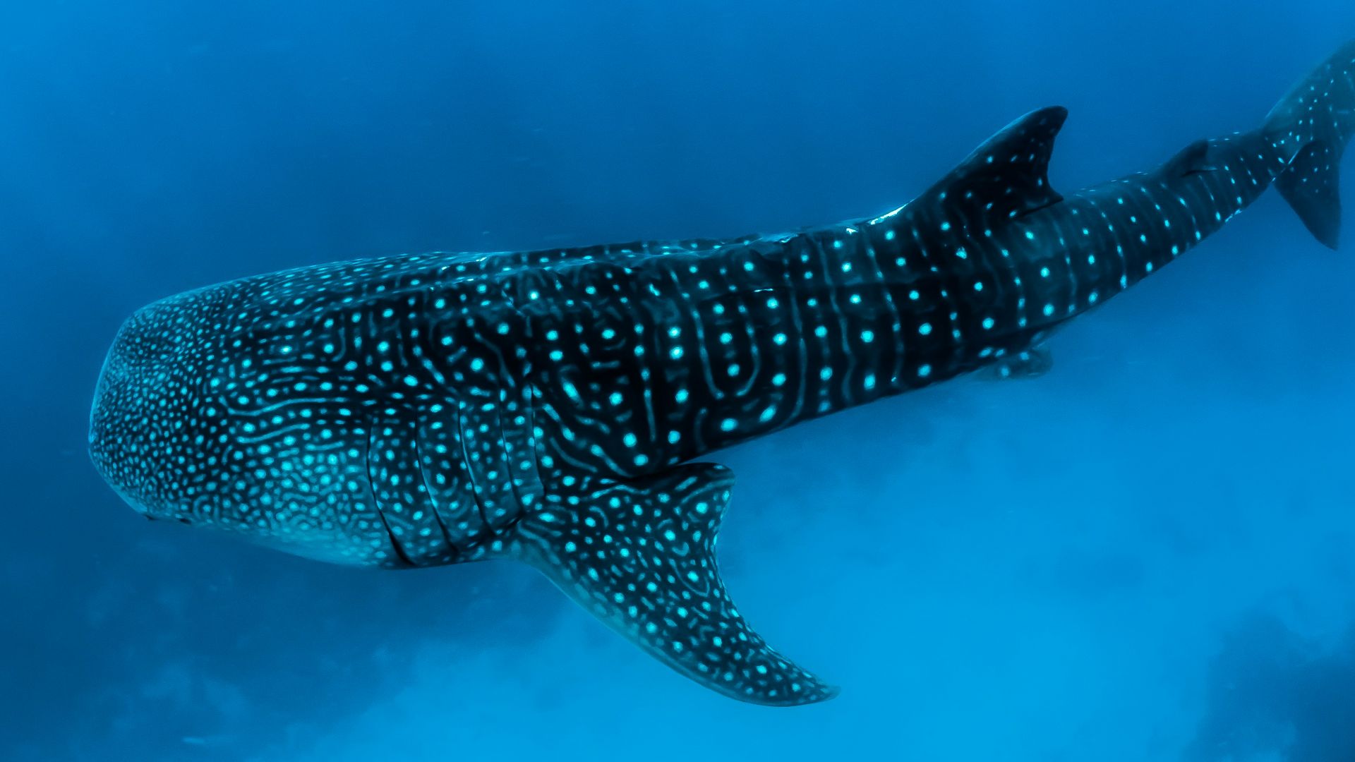 underwater photography of black fish