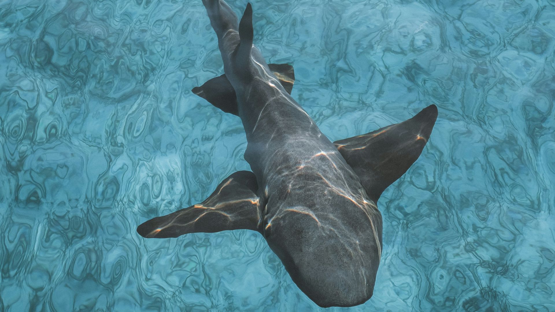 black shark on body of water