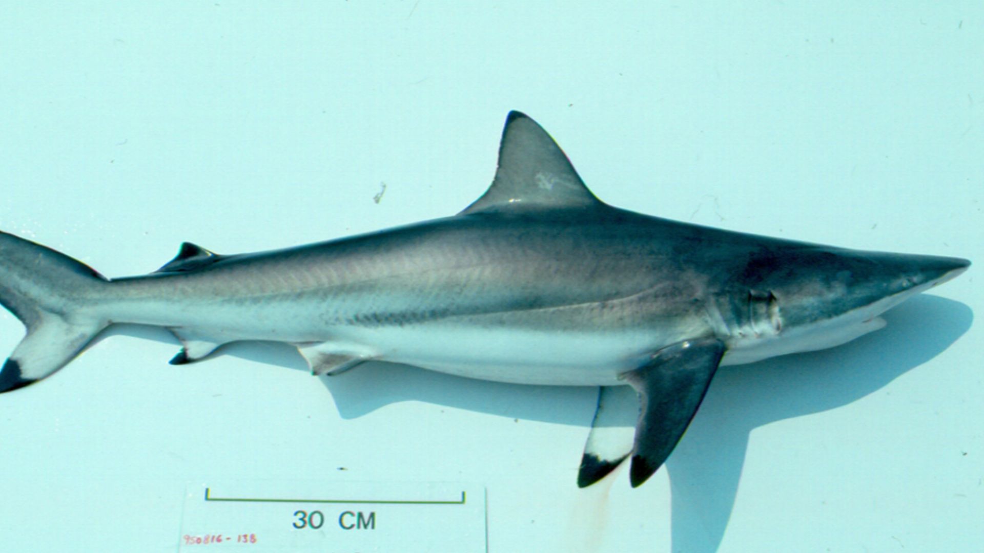 File:Carcharhinus brevipinna nefsc.jpg