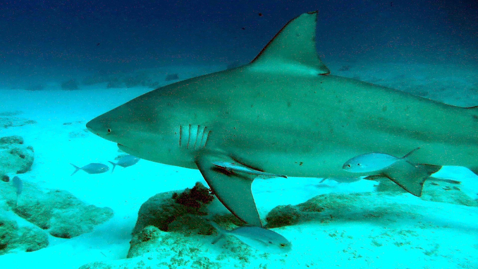 File:Requin bouledogue (Carcharhinus leucas) (Ifremer 00813-92510 - 53590).jpg