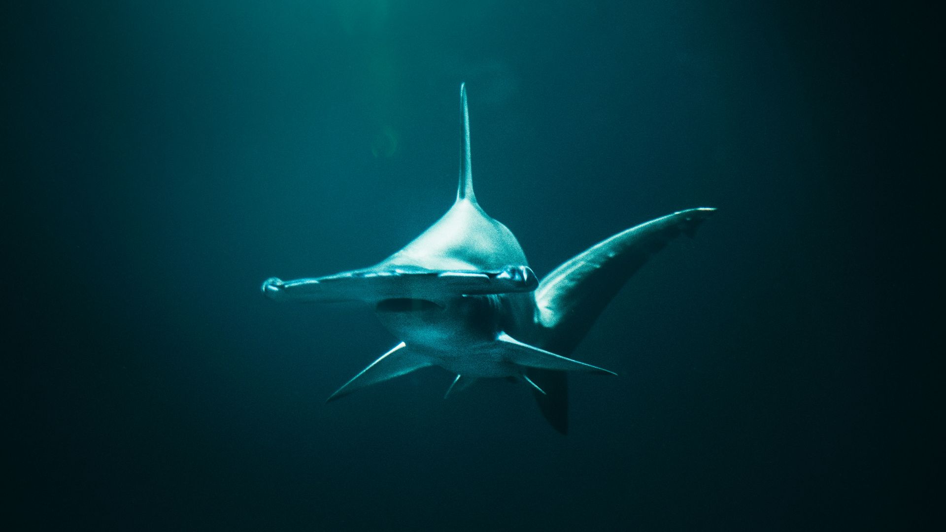 closeup photo of hammerhead shark